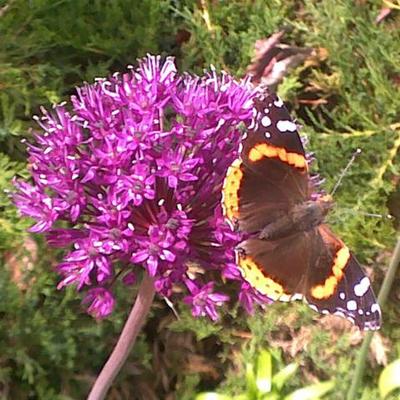 Timeline: Ashley Dev Psych Class Assignment