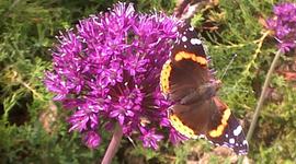 Timeline: Ashley Dev Psych Class Assignment