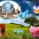 Vida wordpress
