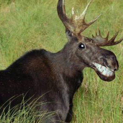 Timeline: OSFC U8 AO2 Outdoor Ed