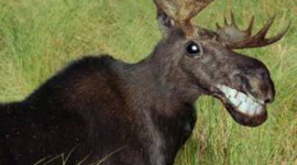 Timeline: OSFC U8 AO2 Outdoor Ed