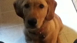 Timeline: Principles of Buisness