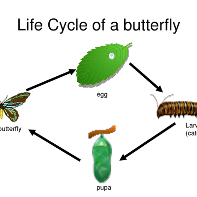 Timeline: Life Cycle of a Butterfly
