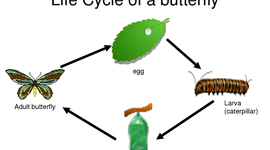 Timeline: Life Cycle of a Butterfly