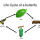 Life cycle