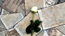 Timeline: Die Wiesse Rose