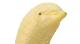 Timeline: Industrial Revolution Thingy