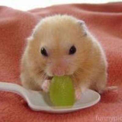 Timeline: Road to the Constitution Timeline