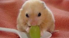 Timeline: Road to the Constitution Timeline