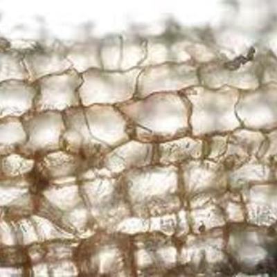 Timeline: Cell Theory