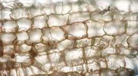 Timeline: Cell Theory