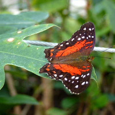 Timeline: The life cycle of Butterfly