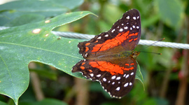 Timeline: The life cycle of Butterfly