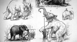 Timeline: Jumbo the Elephant