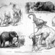 Jumbo sketches