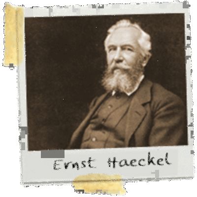 Timeline: Antecedentes de la ecología