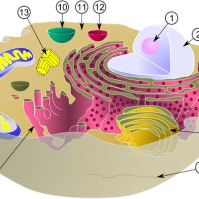 Timeline: Development of the Cell Theory