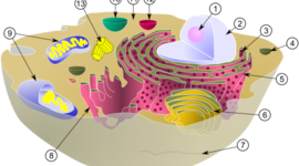 Timeline: Development of the Cell Theory