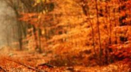 Timeline: Fall Crafts