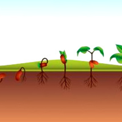 Timeline: Crecimiento de una planta de habichuelas