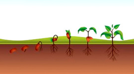 Timeline: Crecimiento de una planta de habichuelas