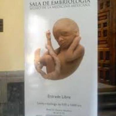 Timeline: Embriologia