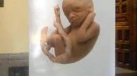 Timeline: Embriologia