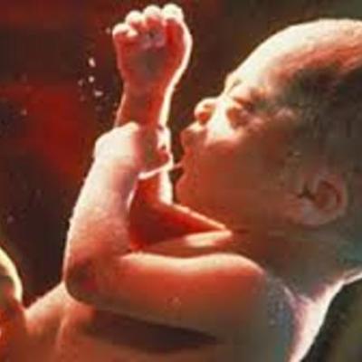 Timeline: Desarrollo embrionario