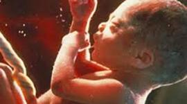 Timeline: Desarrollo embrionario