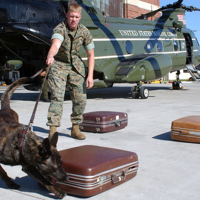 Timeline: K9s in the Military