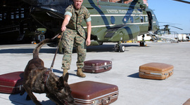 Timeline: K9s in the Military