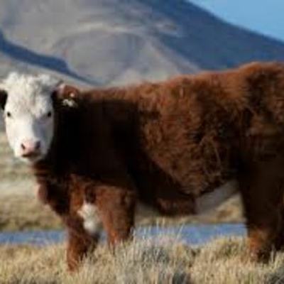 Timeline: FROZEN BEEF EXPORT TIMELINE