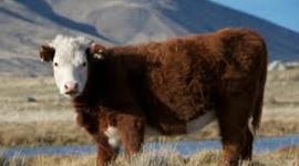 Timeline: FROZEN BEEF EXPORT TIMELINE