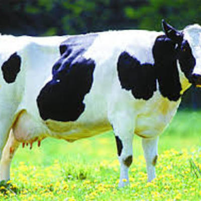 Timeline: FROZEN BEEF EXPORT BY AZUL MACFARLANE Y5B