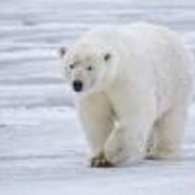 Timeline: Polar Bear Population (2001 - 2013)