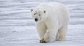 Timeline: Polar Bear Population (2001 - 2013)