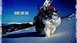 Timeline: Short Term Goal