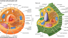 Timeline: Cell Discovery Time Line