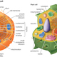 Cell