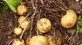 Timeline: The Trip through the Americas