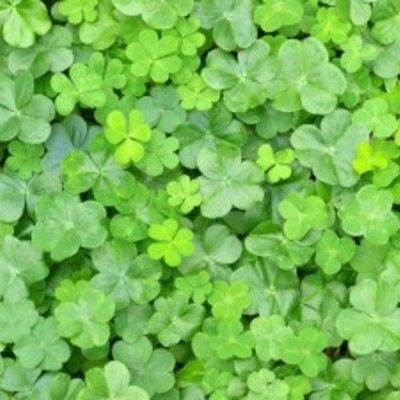 Timeline: My Immagration time line (16 year old Irish girl)