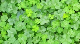 Timeline: My Immagration time line (16 year old Irish girl)