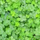3088clover 300x225