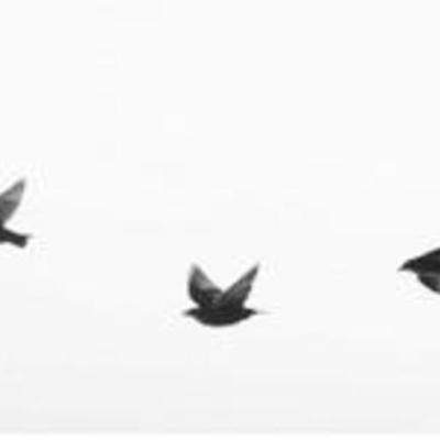 Timeline: Wren's Life