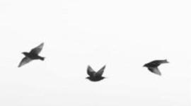 Timeline: Wren's Life