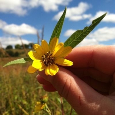 Timeline: La vida de Francisca