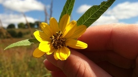 Timeline: La vida de Francisca