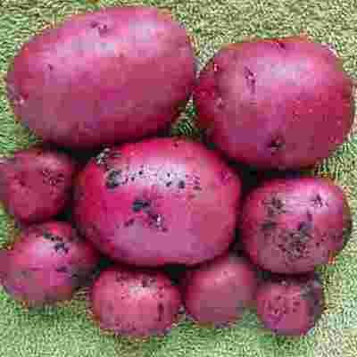 Timeline: Social Studies Chapter 4