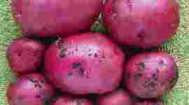 Timeline: Social Studies Chapter 4