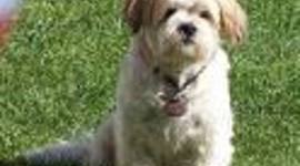 Timeline: "It's a dog's life"